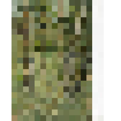 Этюд. Край вырубки