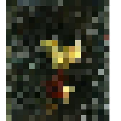 Картина. Вечерние розы