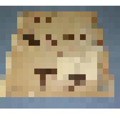 Ботаническая коллекция. Грушанка круглолистная, семейство грушанковые, на гербарном листе, Шушенский район, с. Казанцево, берег Ои. Pirolaceae P Pirola B rotundifolia