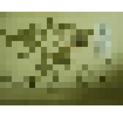 Гербарий. Люцерна хмелевидная. Из гербария "Флора Ингрика"