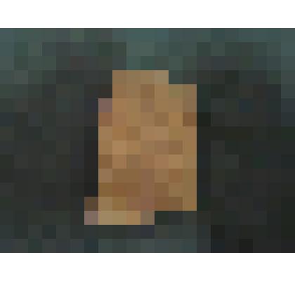 Образец с остатками ископаемого растения из группы пельтаспермовых птеридоспермов (относящиеся к роду рахифиллум)