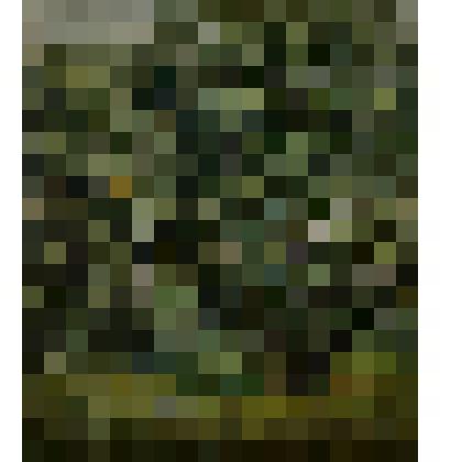 Пейзаж с сороками