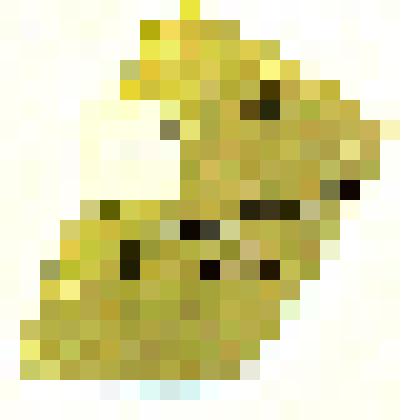 Carpolithes  globosus Suchov