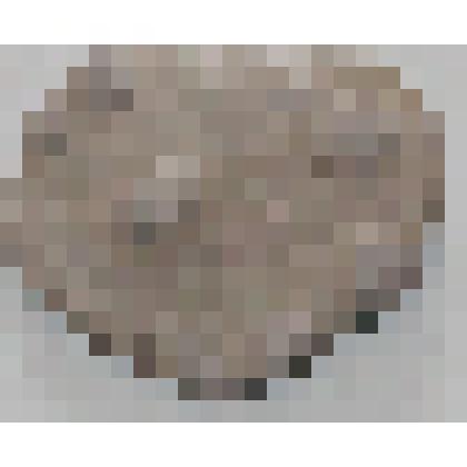 Раковины брахиопод (Brachiopoda)