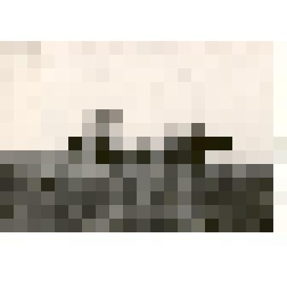 Фотография: разбрасывание навоза на полях совхоза "Путь Ильича" Каменского района Алтайского края