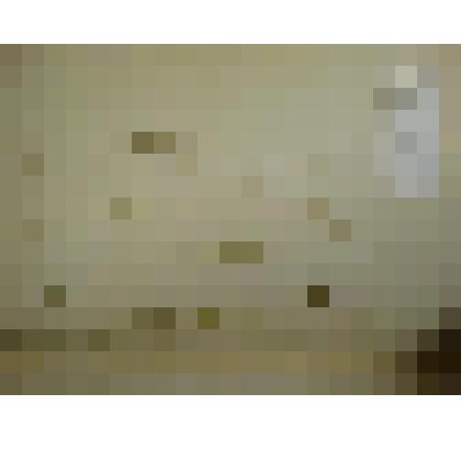 Гербарий. Звездчатка серая. Из гербария "Флора Ингрика"