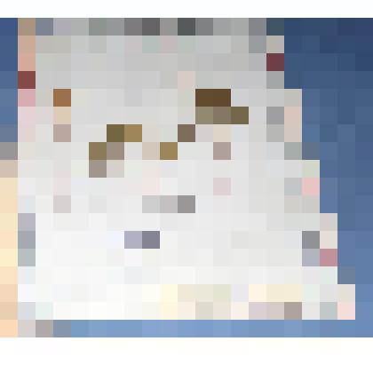 Ботаническая коллекция. Фиалка персиколистная, Минусинский район, окрестности села  Знаменки, сосновый бор. Viola persicifolia R