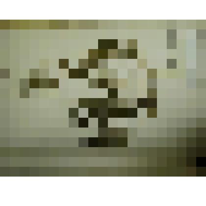 Гербарий. Аистник цикутовый. Из гербария "Флора Ингрика"