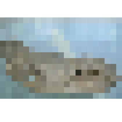 Череп шерстистого носорога