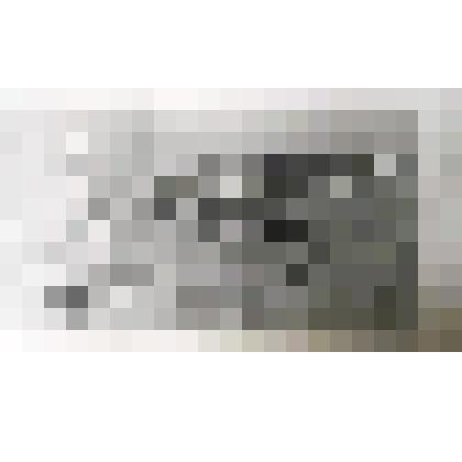 Фотография черно-белая. Коровы на пастбище