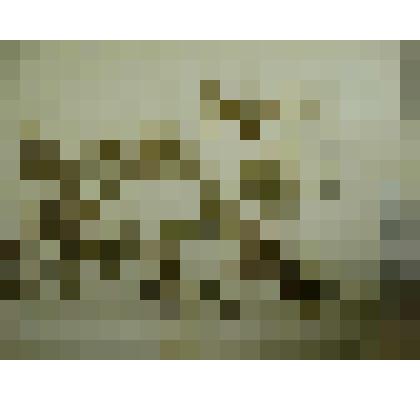 Гербарий. Герань луговая. Из гербария "Флора Ингрика"