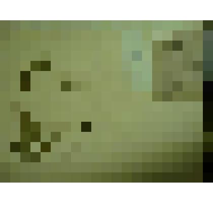 Гербарий. Княженика, гербария М.И.Губельмана