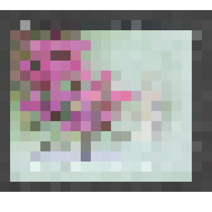 Марка почтовая. РФ. ИТЦ "Марка"-2211. Цикламен кавказский. К 125-летию Сочинского парка «Дендрарий». Флора России. 29 руб. 29. 03. 2017