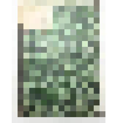 Книга. О повреждении хлебов гессенскою мухою и пильщиком и меры истребления этих насекомых. Типография П.В. Васильева