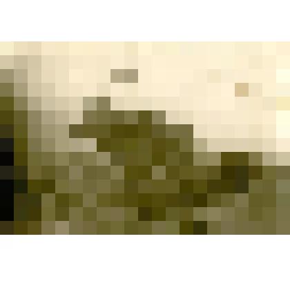 Фотография. Конь с.Быкова