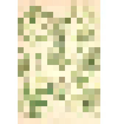 Иллюстрация. Таблица № 64. Выпуск "11-13".
 Из комплекта таблиц "Красота форм в природе"