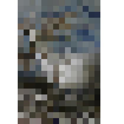 Куропатка белая