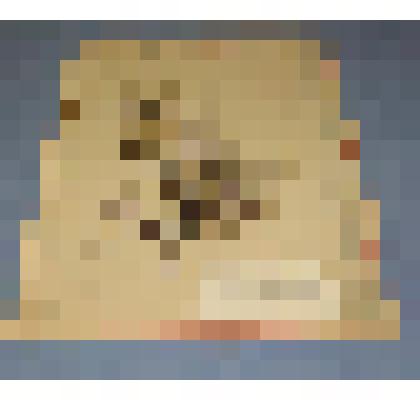 Ботаническая коллекция. Пепельно-серая лапчатка, на гербарном листе, гора Самохвал. Rosaceae Potentulla acaulis