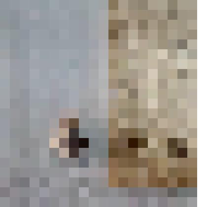 Игла морского ежа