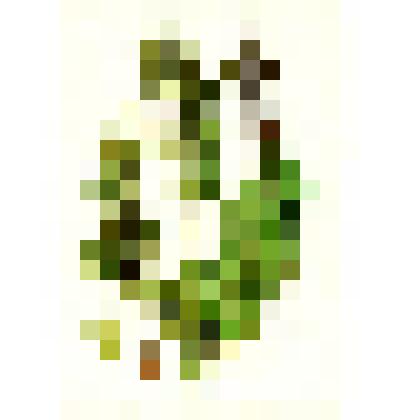 Открытка. "Щавель конский"