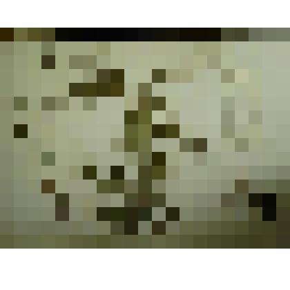 Гербарий. Герань болотная. Из гербария "Флора Ингрика"