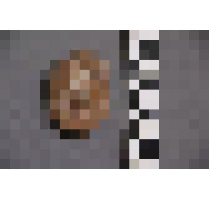 коллекция В.Ф. Лагодича. Талисман каменный выполненный в виде головы человека. Овальной формы, лицо вырезано на широкой грани. На задней стороне вырезаны волосы. Камень коричневого цвета