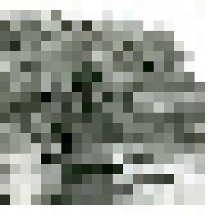 Фотография. Жиганская стерлядь