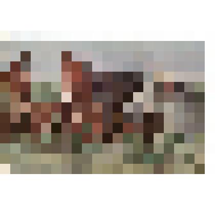 Открытка с изображением четырех лошадей