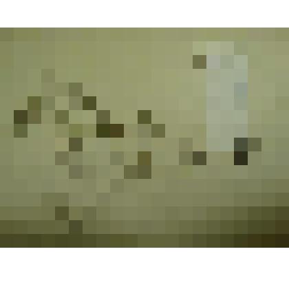 Гербарий. Лен слабительный. Из гербария "Флора Ингрика"