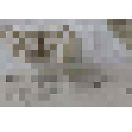 Бабочка "Пяденица маргината"