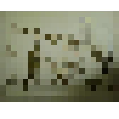 Гербарий. Герань Роберта. Из гербария "Флора Ингрика"