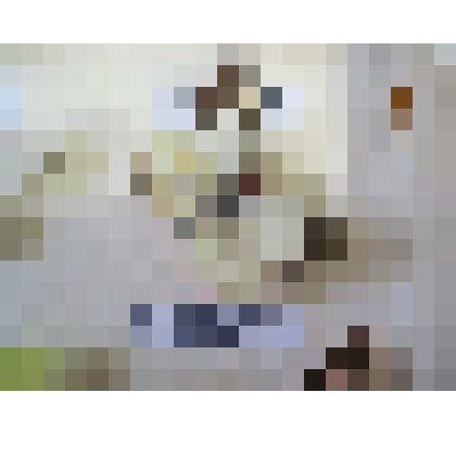 Боярышница. Бабочка. Из коллекции