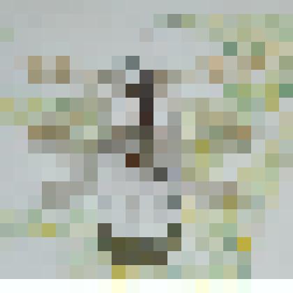 Препарат энтомологический. Скорпионница обыкновенная