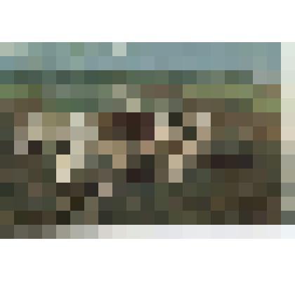 Открытка.Репродукция с картины И.Е.Репина «Толстой на пашне» цв