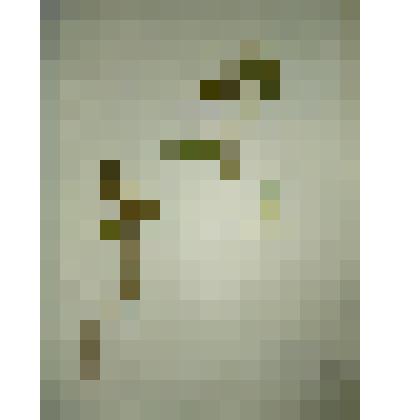 Гербарий для курса ботаники средней школы