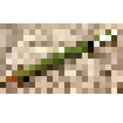 Карандаш графитный чертежный «Миру мир» Миловидова Бориса Васильевича, саратовского художника-графика, из коллекции документальных, фотографических и вещевых материалов о Миловидовой Инне Борисовне (1929-2009), кандидате биологических наук, преподавателе