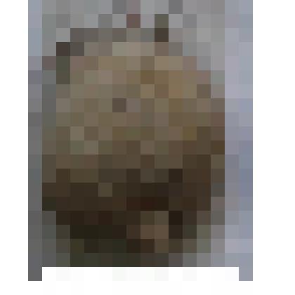 Археологические находки с древней стоянки озера Ножий
Озерный прудовик