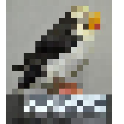 Чучело. Ипатка (Fratercula corniculata)