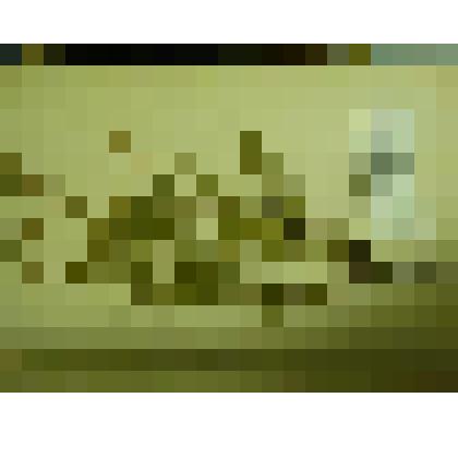 Гербарий. Язвенник обыкновенный. Из гербария "Флора Ингрика"