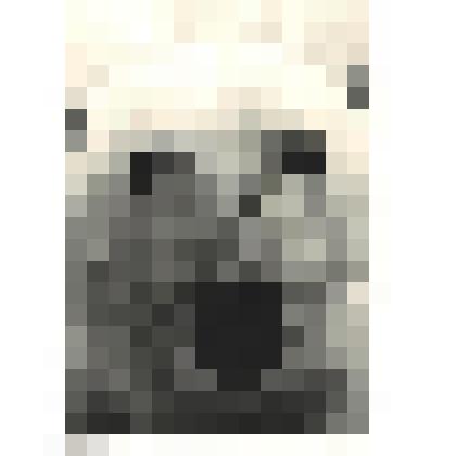 Фото "Белый медведь подошел к теплоходу "Ижевсклес""