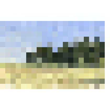 Этюд. Перелесок