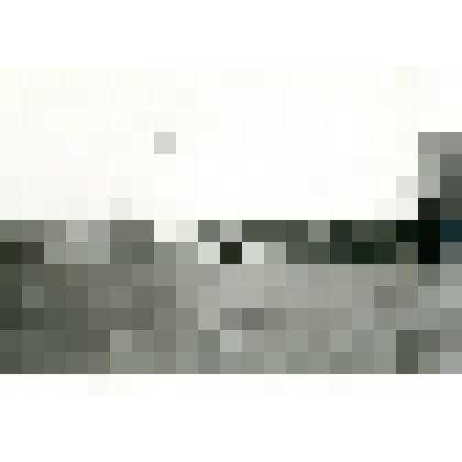 Фотография. Общий вид посевов по смежным участкам в лиственничном лесу вблизи оз. Тюнгюлю по Охотскому тракту