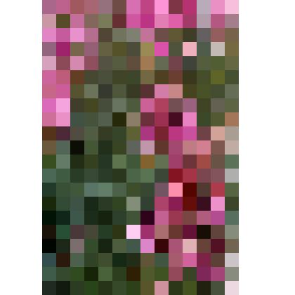 Слайд. Цветущий кипрей