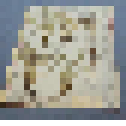 Ботаническая коллекция. Ирис, на гербарном листе, окрестности Абакана, подножье горы Самохвал, северный склон. Fridaceae  iris rufhenisa