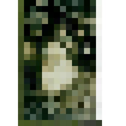 Открытка с фотографией великой княгини Ольги Александровны