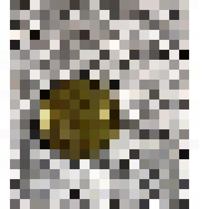 Монета достоинством 10 шекелей