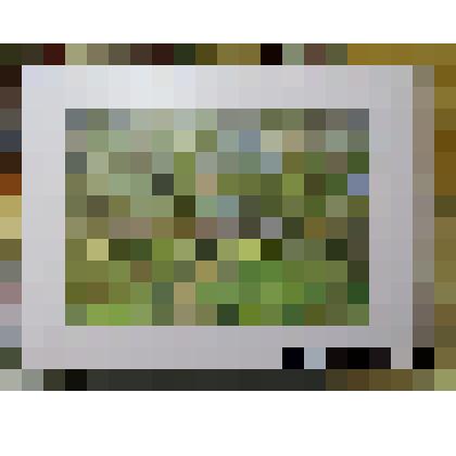 Картина. Тихонова Ольга Викторовна. Весенняя нега в яблоневом саду