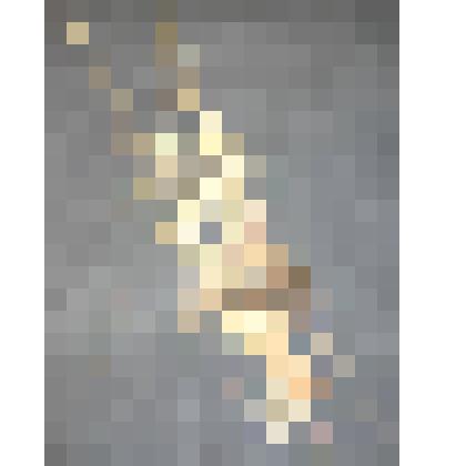 Осока приморская. Семейство осоковые