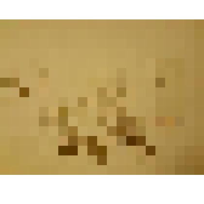 Гербарий. Звездчатка злаковидная. Из гербария "Флора Ингрика"