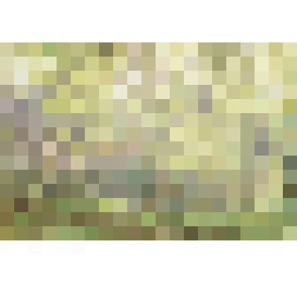 Картина. Березка